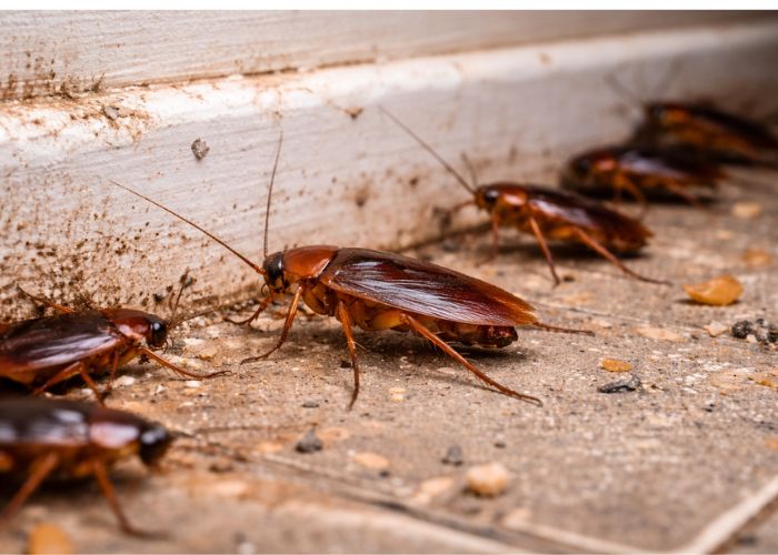 Cockroach Control Service