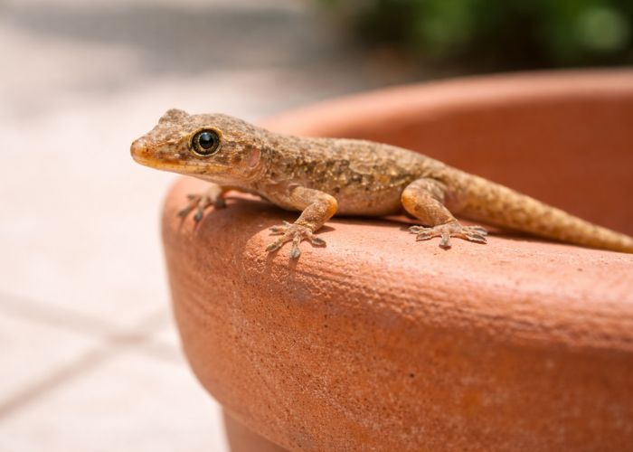 Lizard Control Service
