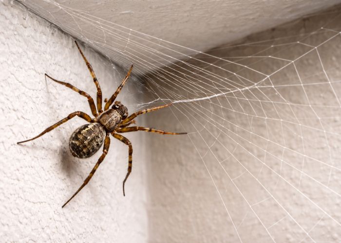Spider Control Service